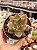 Echeveria agavoides antares - Imagem 1