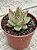 Echeveria agavoides antares - Imagem 4