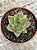 Echeveria agavoides antares - Imagem 3