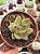 Echeveria agavoides antares - Imagem 1