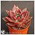 Echeveria agavoides antares - Imagem 2