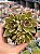 Sedum ebracteatum - Imagem 1