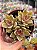 Sedum ebracteatum - Imagem 1