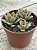 Sedum ebracteatum - Imagem 2