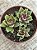 Sedum ebracteatum - Imagem 3