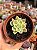 Echeveria lemon lime variegata - Imagem 1