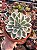Echeveria lemon lime variegata - Imagem 2