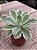 Echeveria lemon rose variegata G - Imagem 2