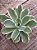 Echeveria lemon rose variegata G - Imagem 3