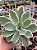 Echeveria lemon rose variegata G - Imagem 1