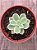 Echeveria lemon rose variegata - Imagem 3