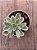 Echeveria lemon rose variegata - Imagem 3