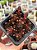 Sedum chocolate ball - Imagem 1