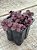 Sedum spurium voodoo - Imagem 2