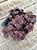 Sedum spurium voodoo - Imagem 3