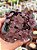Sedum spurium voodoo - Imagem 1