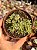 Sedum lineare variegata - Imagem 1