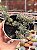 Sedum lineare variegata - Imagem 1