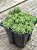 Sedum lineare variegata - Imagem 2
