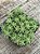 Sedum lineare variegata - Imagem 3