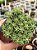 Sedum lineare variegata - Imagem 1