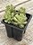 Sedum versadence chocolatense - Imagem 2