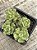 Sedum versadence chocolatense - Imagem 3