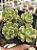 Sedum versadence chocolatense - Imagem 1