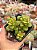 Sedum lucidum obesum - Imagem 1