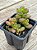 Sedum lucidum obesum - Imagem 2