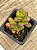 Sedum lucidum obesum - Imagem 3
