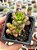 Sedum lucidum obesum - Imagem 1