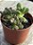 Sedum lucidum obesum - Imagem 2