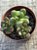Sedum lucidum obesum - Imagem 3