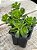 Echeveria multicaulis lipstick - Imagem 2