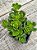 Echeveria multicaulis lipstick - Imagem 3