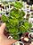 Echeveria multicaulis lipstick - Imagem 1