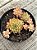 Echeveria mebina (colônia) - Imagem 3