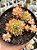 Echeveria mebina (colônia) - Imagem 1