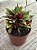 Peperomia caperata rosso - Imagem 2