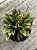 Peperomia caperata rosso - Imagem 3