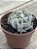 Echeveria nichii - Imagem 3