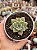Echeveria chimera - Imagem 1