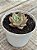 Echeveria chimera (matriz variegata) - Imagem 2