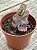 Kalanchoe aurora borealis - Imagem 2