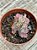 Kalanchoe aurora borealis - Imagem 3