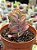 Kalanchoe aurora borealis - Imagem 1