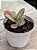 Kalanchoe aurora borealis - Imagem 2