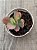 Kalanchoe aurora borealis - Imagem 3
