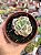 Echeveria suyon variegata - Imagem 1
